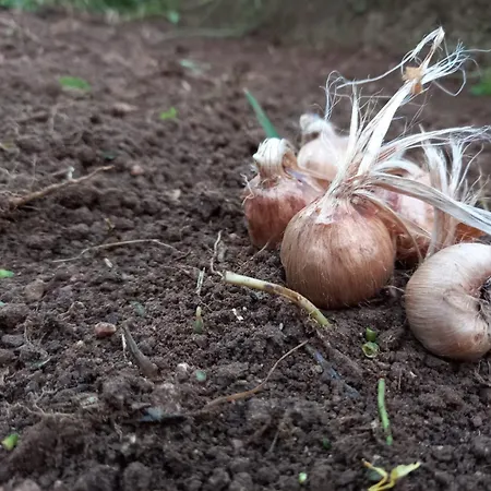 Il Serraglio Gospodarstwo agroturystyczne Valeggio sul Mincio